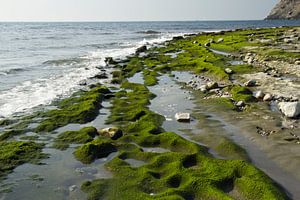 La plage verte