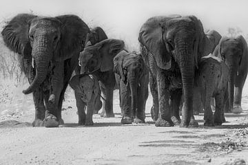 Gruppe von Elefanten von Jacco van Son