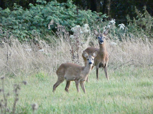 Reebok mit Kalb