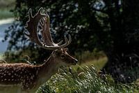 Fallow deer in the sun
