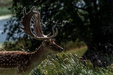 Fallow deer in the sun by Joeri Imbos