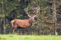 Red deer