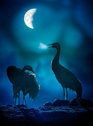 Romance in the moonlight night.