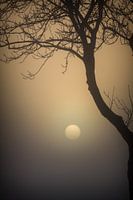 Gerade aufgehende Sonne durch Nebel und Bäume