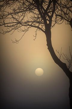 Net opkomende zon door de mist en bomen van Rene  den Engelsman