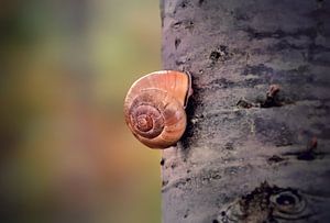 Het slakje op de boom van Maickel Dedeken