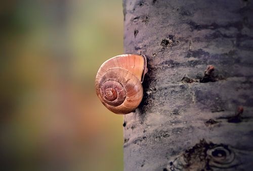Het slakje op de boom