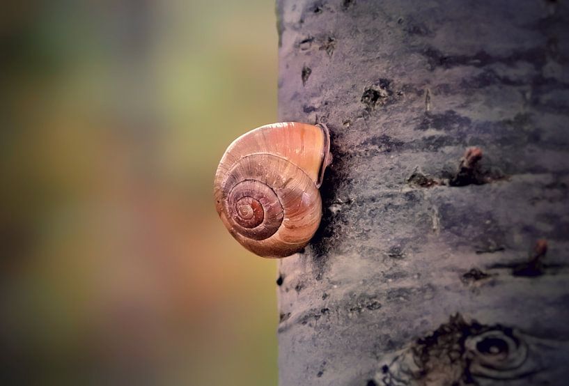 The snail on the tree by Maickel Dedeken