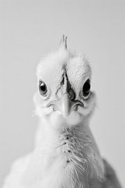 Schwarz-Weiß Hühner-Porträt von Poster Art Shop