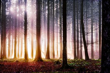 Forest in radiant light