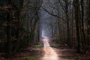 Royaume des bois sur Tvurk Photography