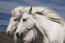 Blasen von Bragi Ingibergsson - BRIN