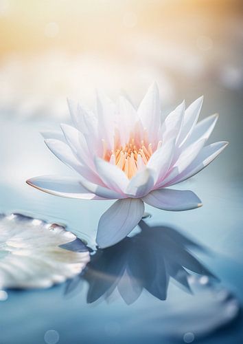 Opal water lily