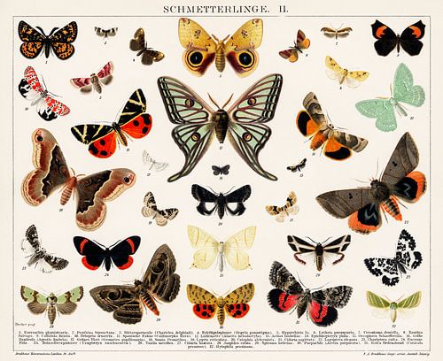 Antike Schmetterling und Motte Lithographie