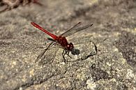 Dragonfly on shore edge by Gallery thumbnail
