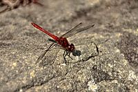 Libelle am Uferrand