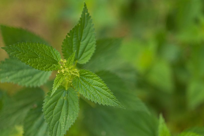 Nettle (Netherlands) by Marcel Kerdijk