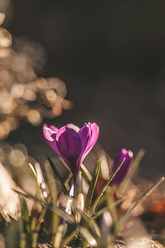 Lente van Tessa Dommerholt