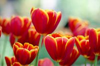 Holländische Tulpen/Holländische Tulpen