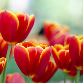 Hollandse tulpen/Dutch Tulips van Joyce Derksen