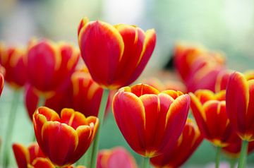 Hollandse tulpen/Dutch Tulips