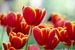 Hollandse tulpen/Dutch Tulips van Joyce Derksen
