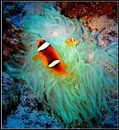 Nemo - vader en zoon clownfish von Wijnand Plekker Miniaturansicht
