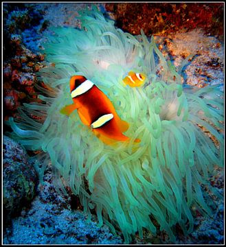 Nemo - vader en zoon clownfish