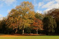 Trees in the park