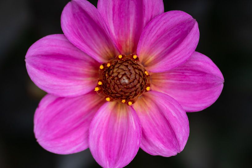 Beautiful in its simplicity.... by Monique van Helden