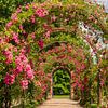 Allée des roses à Fredensborg sur Ton van Buuren