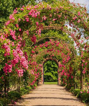 Rozenlaantje in Fredensborg van Ton van Buuren