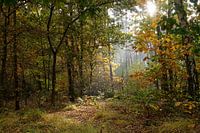 Sproojesachtig bos