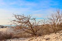 Repose-arbre avec vue sur la mer