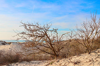 Repose-arbre avec vue sur la mer