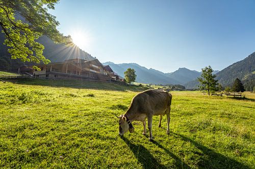 Ochtendsfeer in het Hintersteiner dal met Allgäuer koe