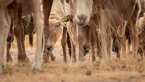 Kiekebéééhhh, schaap kijkt tussen veel poten door von Michel Seelen