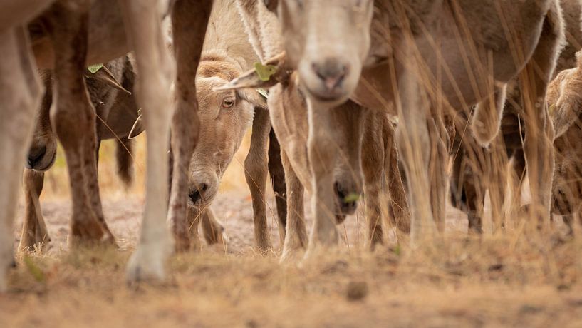 Kiekebéééhhh, schaap kijkt tussen veel poten door by Michel Seelen