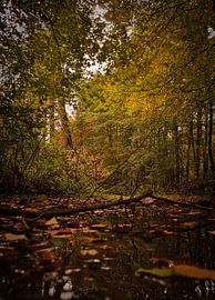 Autumn in the forest