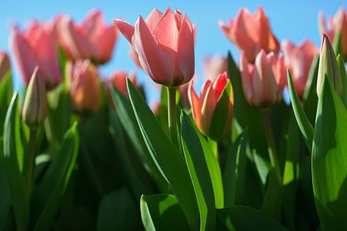 Tulpen op de geestgronden bij Lisse