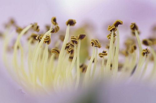 Light I Wilde roos Macrofotografie