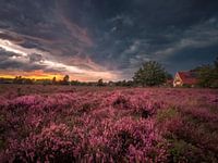 Blühende Heide auf dem Buursezand
