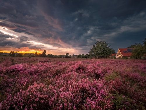 Bloeiende heide op het Buursezand