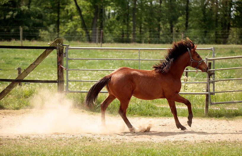 Horse by Frank Smedts
