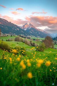 Alpengloed op de Rubihorn met voorjaarsbloemen op de voorgrond