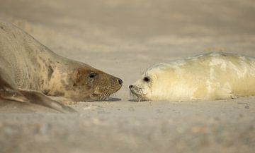 Moeder en baby Grijze Zeehond van Rob Kempers