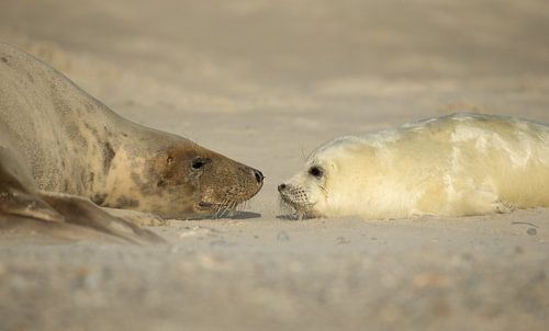 Moeder en baby Grijze Zeehond