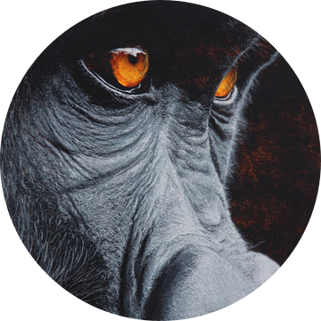 Gorilla in Gloed van Introspectie