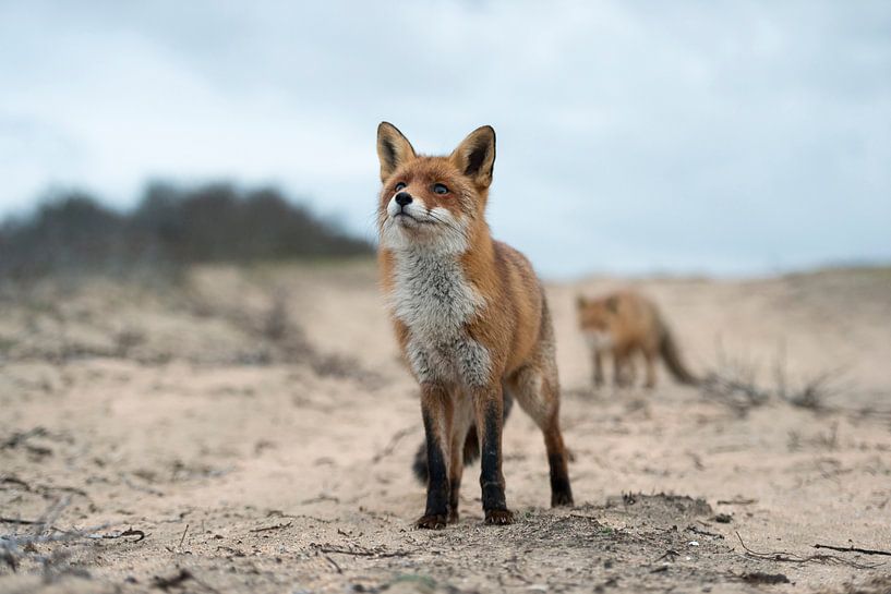 ein Fuchs und noch ein Fuchs... Rotfüchse *Vulpes vulpes* von wunderbare Erde