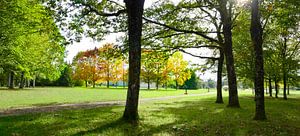 Parken aus dem Schatten